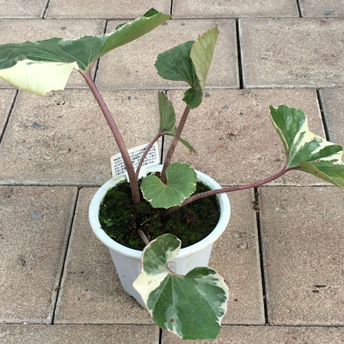 山野草・高山植物の販売店【花育通販】 ツワブキ（石蕗） 浮雲錦の苗を販売