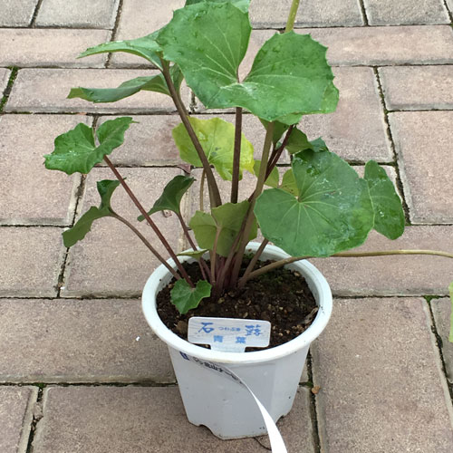 山野草・高山植物の販売店【花育通販】 ツワブキ（石蕗） 青葉の苗を販売