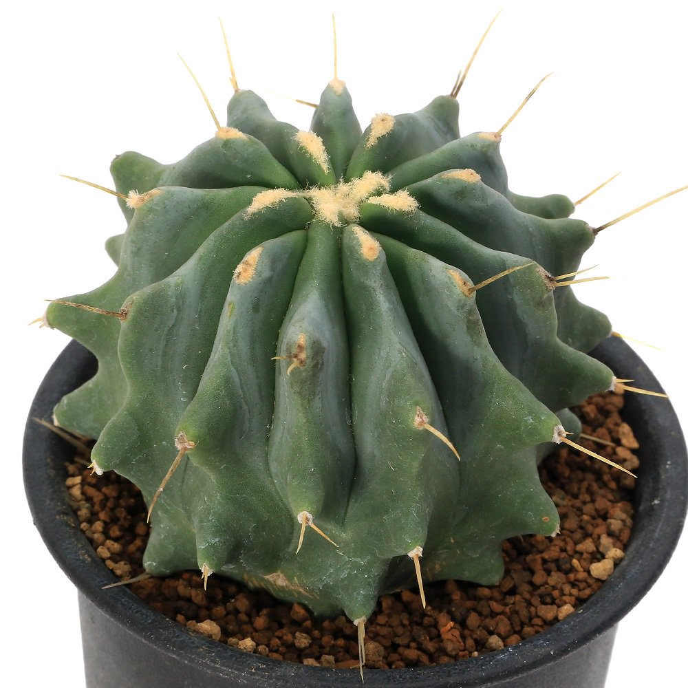 サボテン フェロカクタス 刺無王冠竜(トゲナシオウカンリュウ) 3号(1鉢