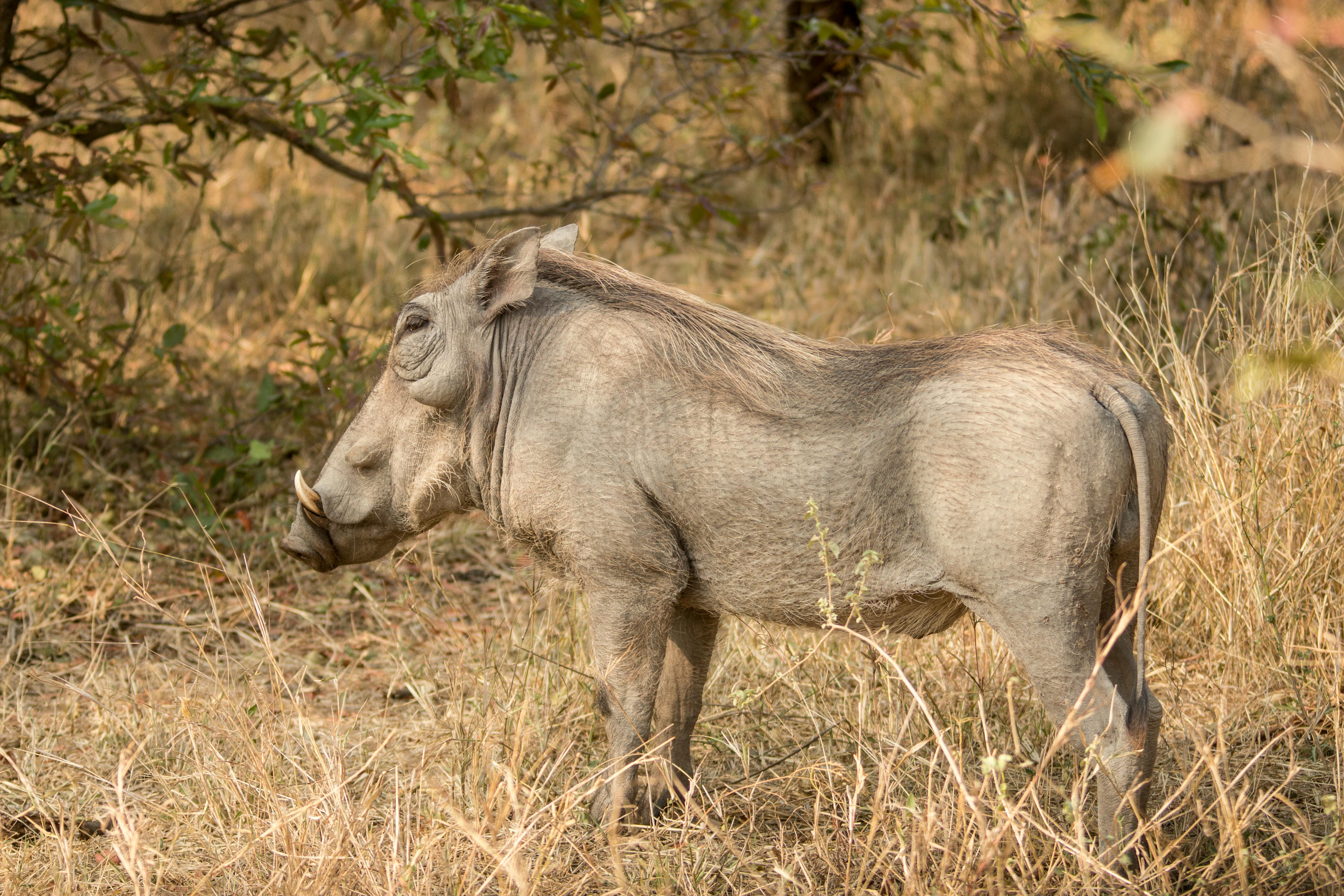 phacochoerusafricanus, アフリカ, アフリカの哺乳類, アフリカの平原