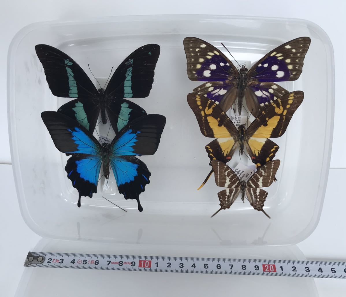 ヒメオオルリアゲハ ♂♀標本 77/78mm ☆ニューカレドニア産☆野外大型
