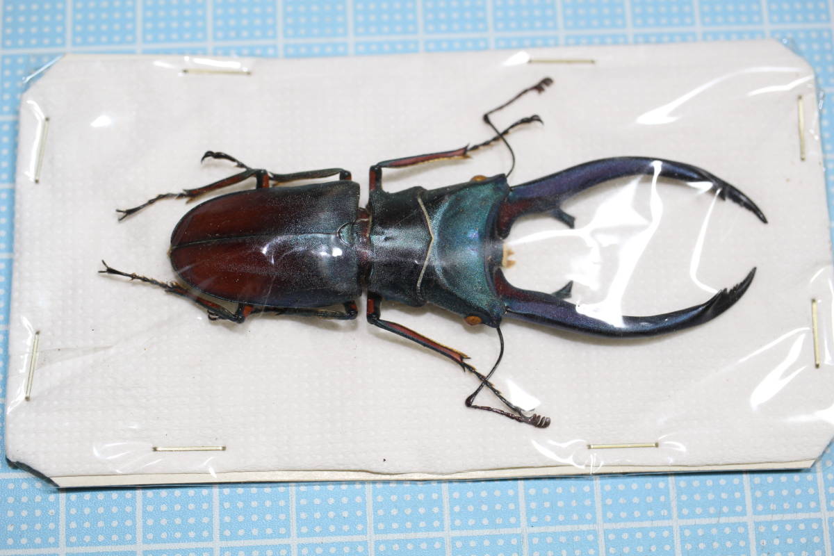 大型 トルンカ−トゥスホソアカ♂野外標本 大型 トルンカ−トゥス