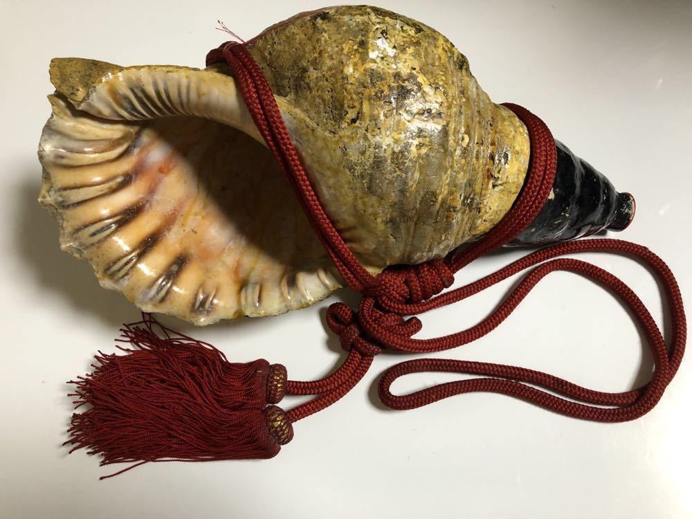 修験道法螺貝37㎝ 山伏 密教 魔除け 熊よけ❣️ほら貝 ホラガイ 【公式