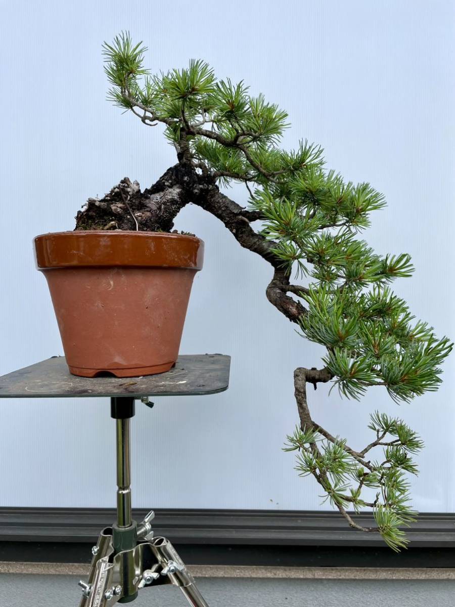 糸魚川真柏 盆栽 貴風盆栽 神舎利 捻転 樹齢約30年 真柏