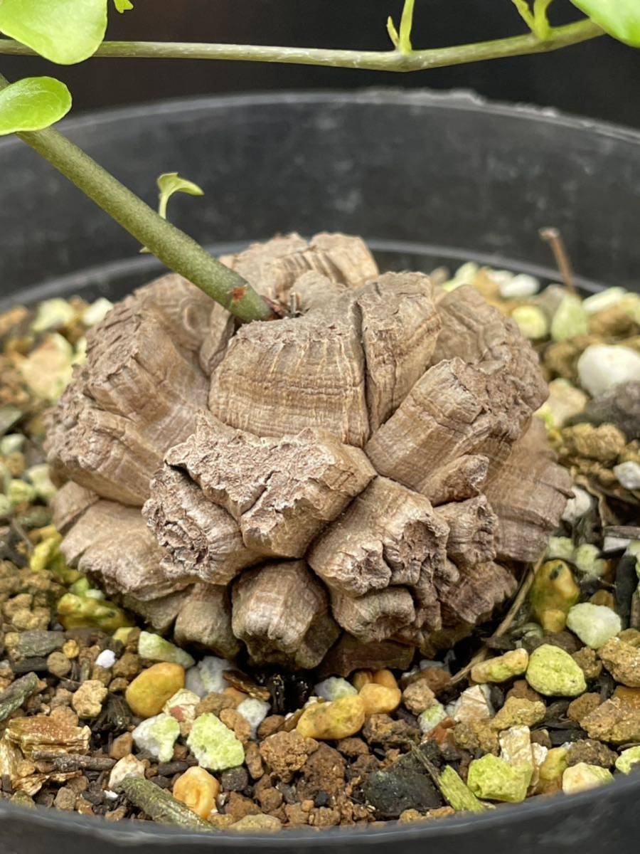 アフリカ亀甲竜 ディオスコレア塊根植物 大株