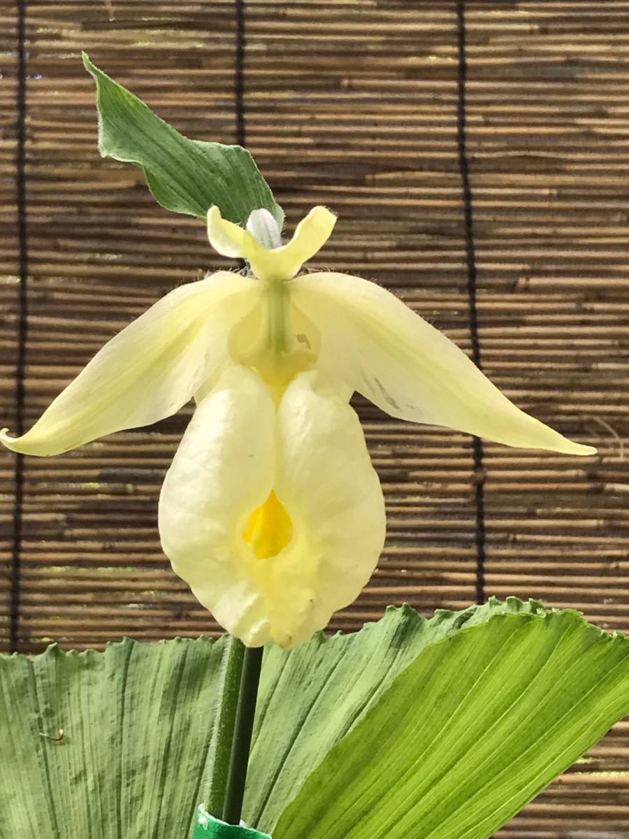 山野草、日本産クマガイソウ（素心）大の花芽1芽付き（キ2） 素心日本