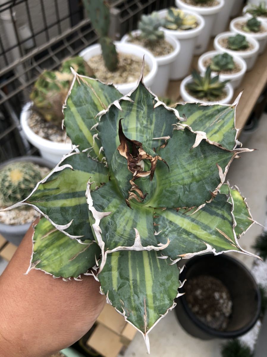 アガベ チタノタ 縞斑 子株 ② 【公式通販】