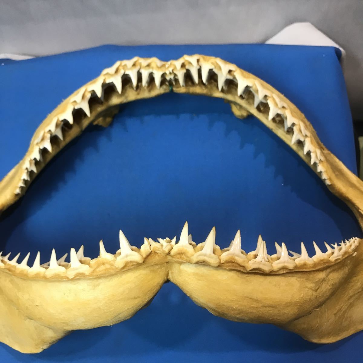 ネコザメ 歯 顎 標本 A1 ネコザメ歯顎標本A1