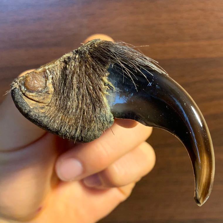 熊の牙 歯 ヒグマ ⑪