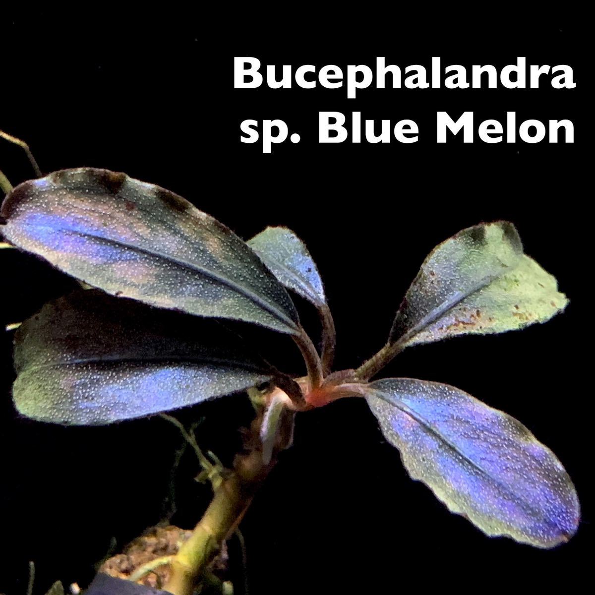 Bucephalandra sp.Blue melon ブルーメロン タグ付き ブセファランドラ