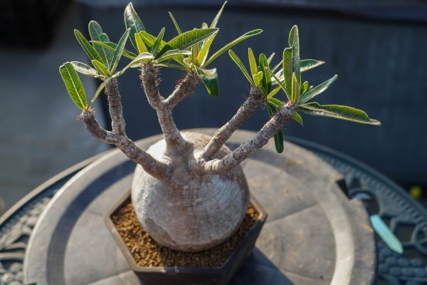 パキポディウム グラギリス 発根済み 塊根植物 多頭型 パキポディウム