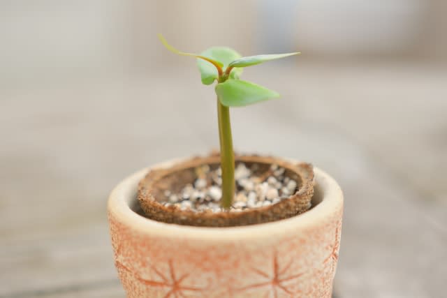 プルメリアの育て方・栽培方法｜プロが教える種まきや肥料・水やり