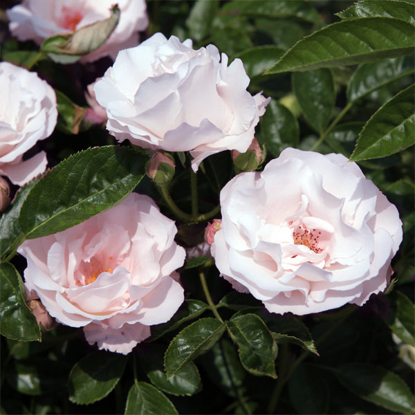 園芸ネット本店｜[送料無料][26年4月上旬予約]オールドローズ