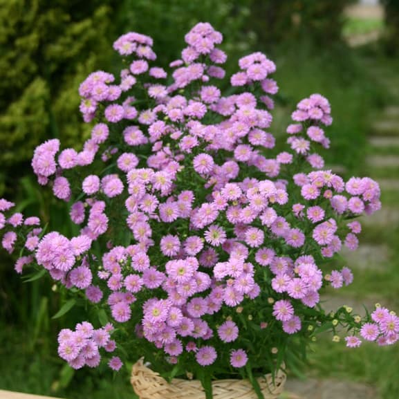 園芸ネット本店｜八重咲クジャクアスター ピンク4号ポット の通販【公式】