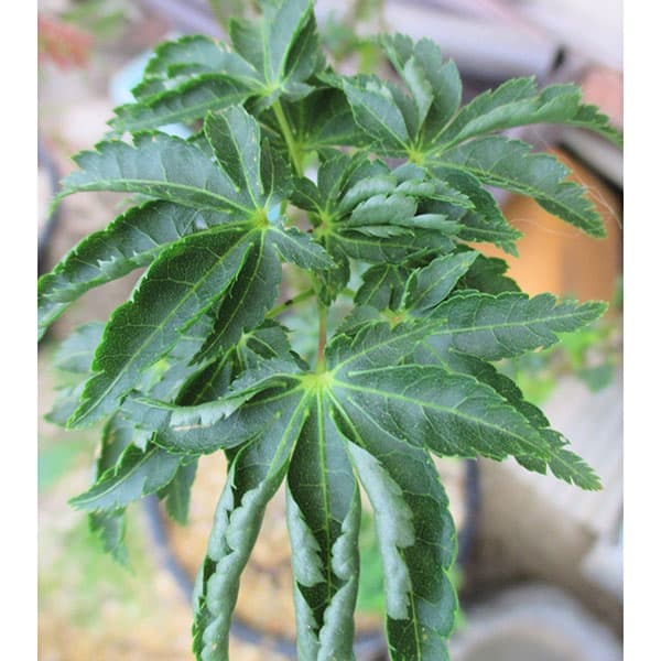 園芸ネット本店｜モミジ：獅子頭（シシガシラ）3.5-4号ポット の通販