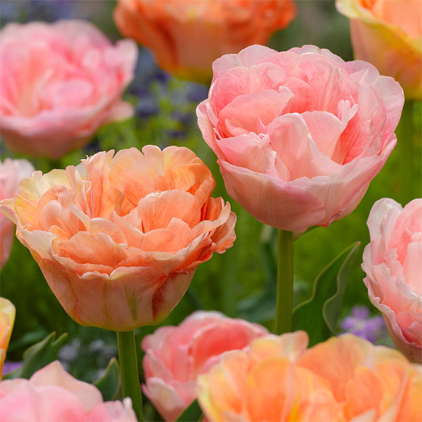 園芸ネット本店｜チューリップ：ペアチューリップ 八重咲きピンク