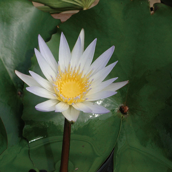 園芸ネット本店｜熱帯スイレン：ミニミニドウベンフラッペカップ入り