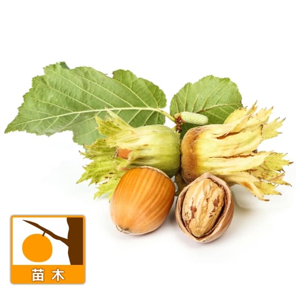 園芸ネット本店｜ヘーゼルナッツ（西洋ハシバミ）：ウェブズプライズ4