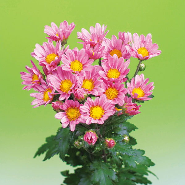 園芸ネット本店｜[26年3月中下旬予約]二度咲く小菊：桃色系4号ポット