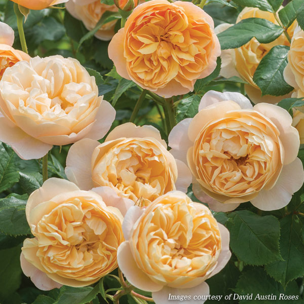 園芸ネット本店｜イングリッシュローズ デビッド・オースチン