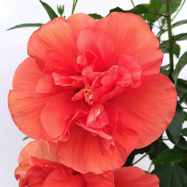 園芸ネット本店｜ハイビスカス（ニューロングライフ）：アドニスダブル