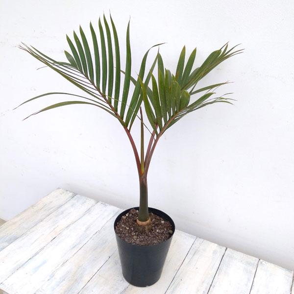 園芸ネット本店｜トックリヤシ(ボトルパーム) 6号鉢植え の通販【公式】