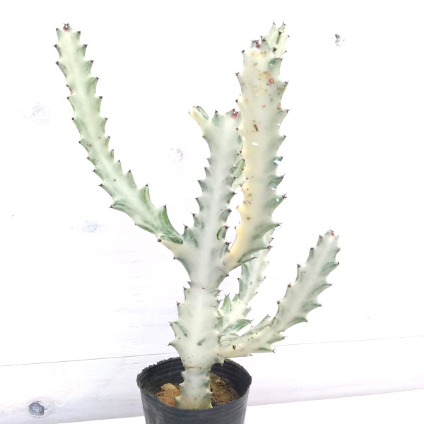 園芸ネット本店｜ユーフォルビア ホワイトゴースト3号ポット の通販