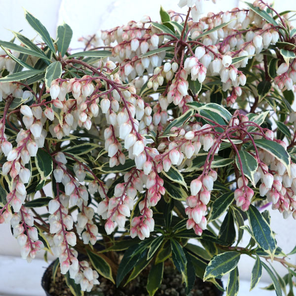 園芸ネット本店｜アセビ（馬酔木・アシビ）：斑入り白花（ホワイトリム