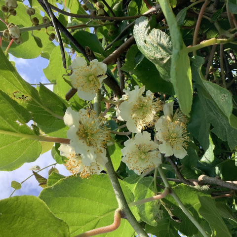 園芸ネット本店｜キウイ（オス木）：トムリ4～5号ポット の通販【公式】