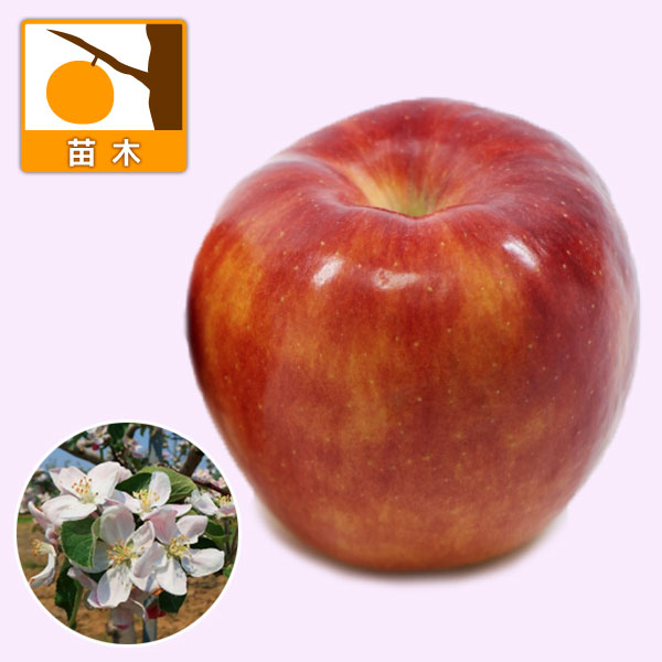 園芸ネット本店｜リンゴ：さんさ4～5号ポット の通販【公式】