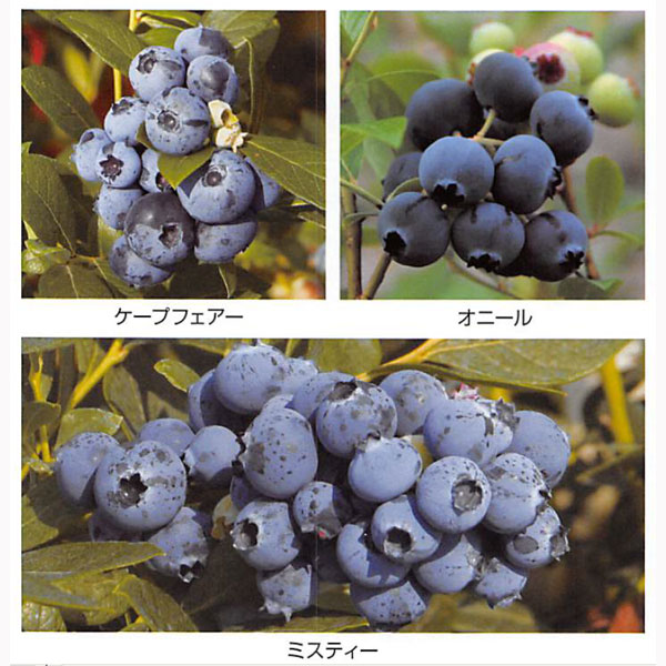 園芸ネット本店｜ブルーベリー：サザンハイブッシュ系人気種5号3種