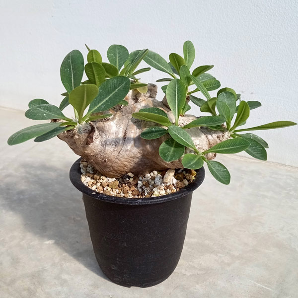 園芸ネット本店｜[送料無料]パキポディウム：ブレビカウレ 恵比寿笑い