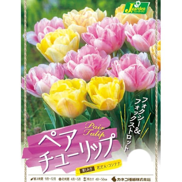 園芸ネット本店｜チューリップ：ペアチューリップ フォクシー