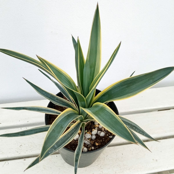 園芸ネット本店｜ユッカ：グロリオサ バリエガータ（斑入り）5号ポット