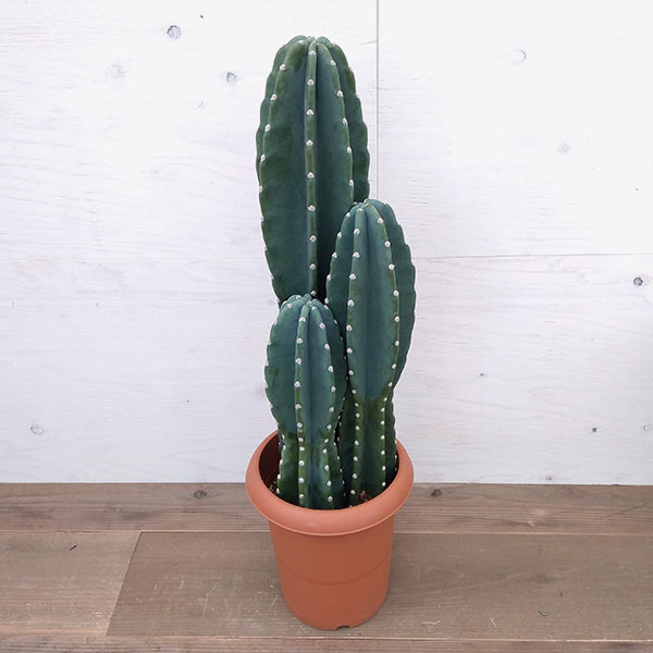 園芸ネット本店｜沖縄の柱サボテン（3本立ち） 8号鉢植え の通販【公式】