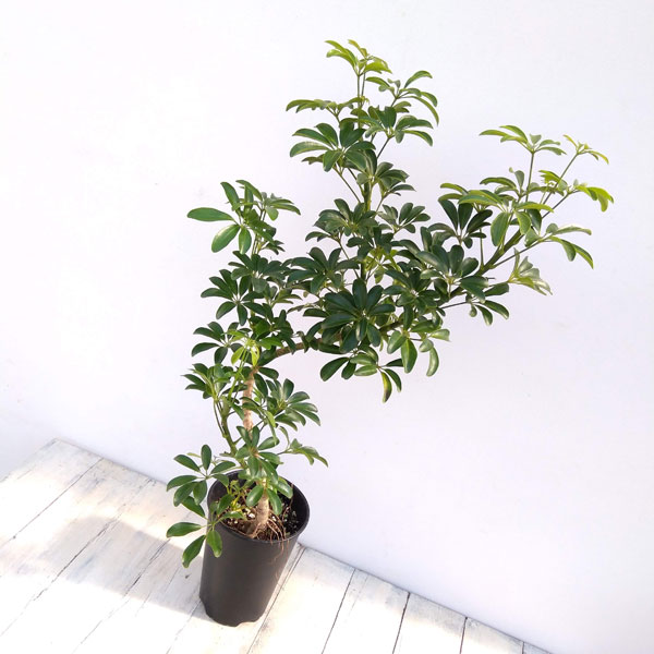 園芸ネット本店｜シェフレラ：仕立て名人のシェフレラコンパクタ