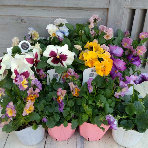 園芸ネット本店｜パンジー＆ビオラおまかせ6種12株セット2～3.5号