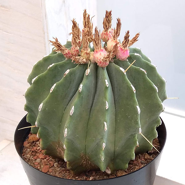 極上特大サイズ 王冠竜 12号鉢 極上特大サイズ 王冠竜 12号鉢