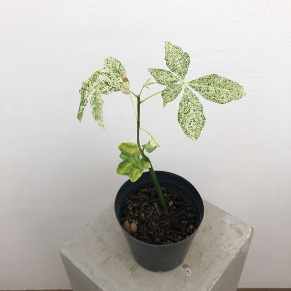 園芸ネット本店｜パキラ：ミルキーウェイ（実生株） 5号24-02 の通販