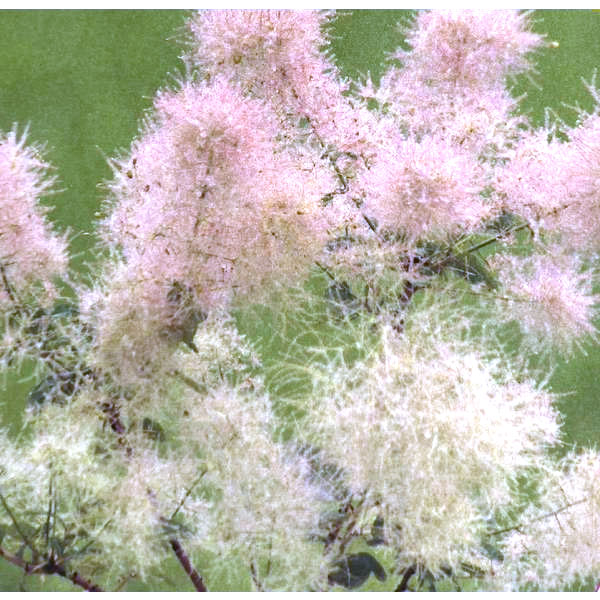 園芸ネット本店｜スモークツリー：スノーパフ5号ポット の通販【公式】