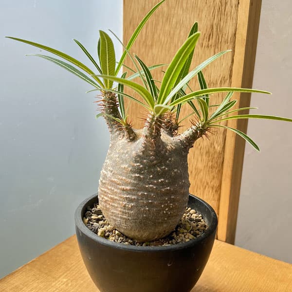 園芸ネット本店｜パキポディウム：グラキリス（発根済み株）3.5号（G11