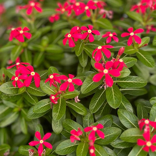 園芸ネット本店｜[26年5月中下旬予約]ニチニチソウ：夏花火 レッド3