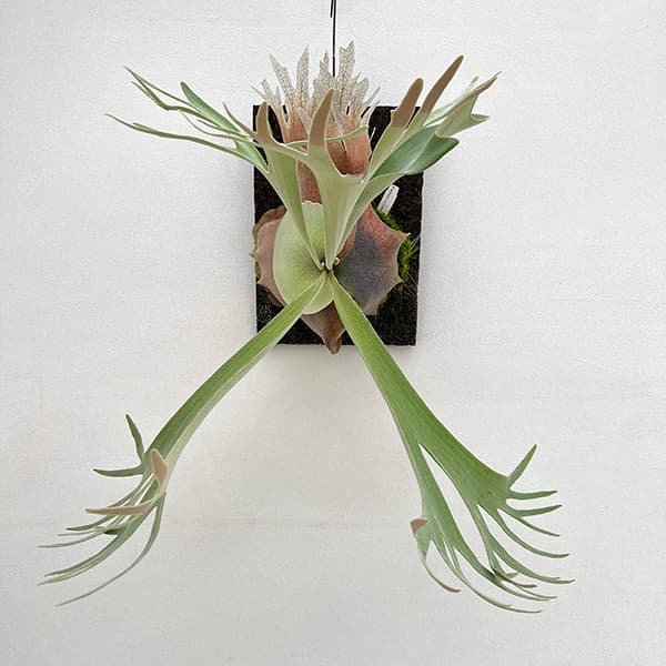 園芸ネット本店｜[送料無料]ビカクシダ（コウモリラン）：ウィリンキー