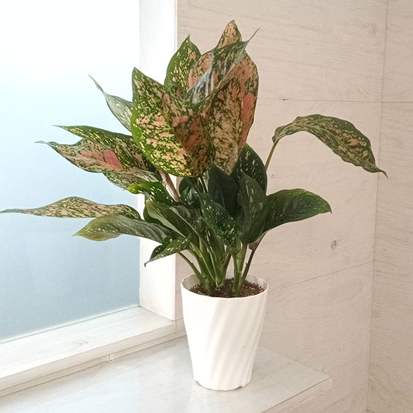 園芸ネット本店｜アグラオネマ：ビーナス 6号鉢 の通販【公式】