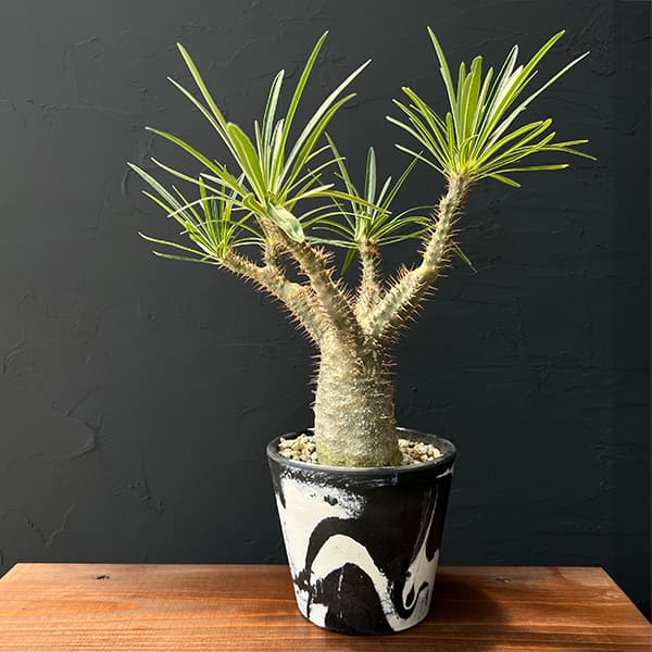 園芸ネット本店｜パキポディウム グラキリス4号 22-02 の通販【公式】