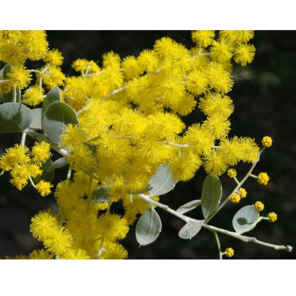 園芸ネット本店｜アカシア：パールアカシア7号ポット樹高1.2m の通販