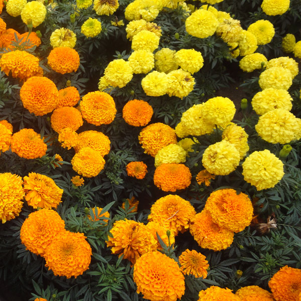 園芸ネット本店｜マリーゴールド：アフリカントール200g[4～6月まき