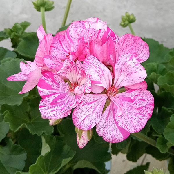 園芸ネット本店｜ゼラニウム：クオリティ ブラッシュバイオレット5号