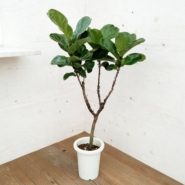 園芸ネット本店｜カシワバゴム：バンビーノ 7号23-01 の通販【公式】