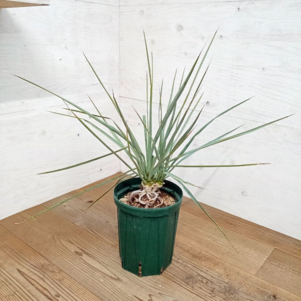 園芸ネット本店｜ユッカ：ロストラータ（ツインヘッド） 8号23-03 の